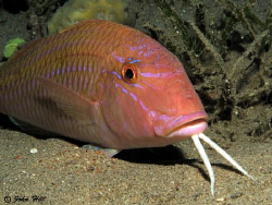 I've always liked the way goat fish use their barbels to ... by John Hill 